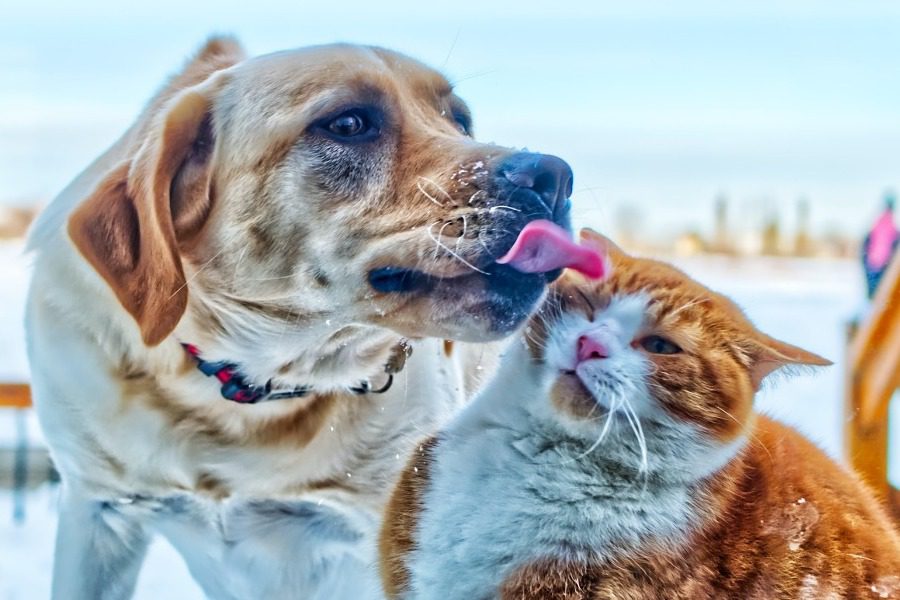 Είσαι dog person ή cat person; 