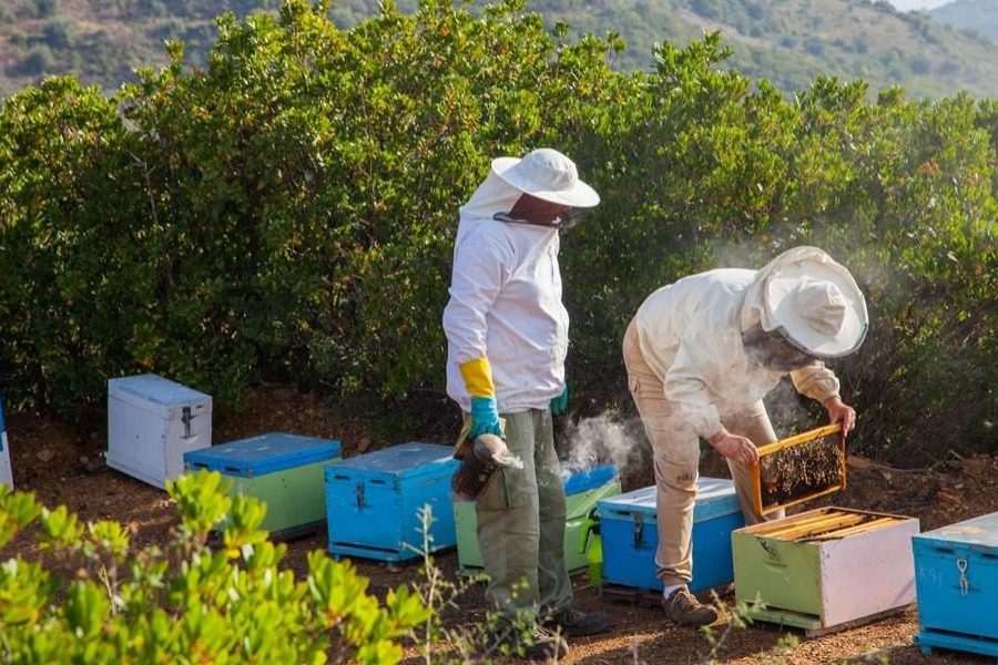 Γιατί οι μέλισσες στη χώρα μας αυτοκτονούν;