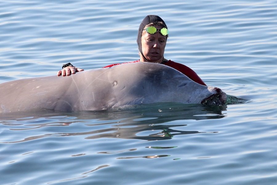 Βρέθηκε νεκρή η νεαρή φάλαινα του Αλίμου