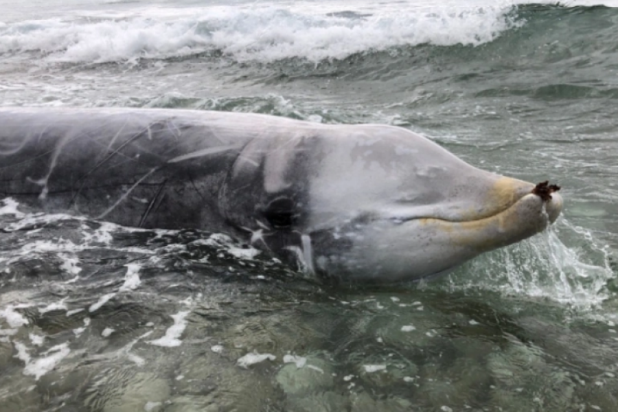 Ρόδος: Ζιφιός εντοπίστηκε νεκρός στη Ρόδο από κατάποση πλαστικών