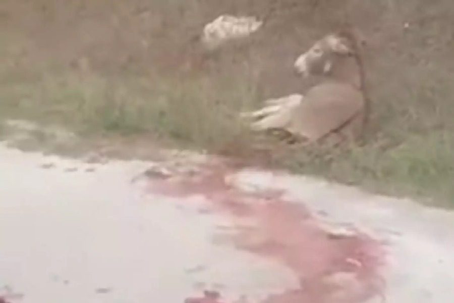 Κακοποίηση γαϊδάρου στη Ζίτσα: Τι ισχύει στην ελληνική νομοθεσία για τα ιπποειδή