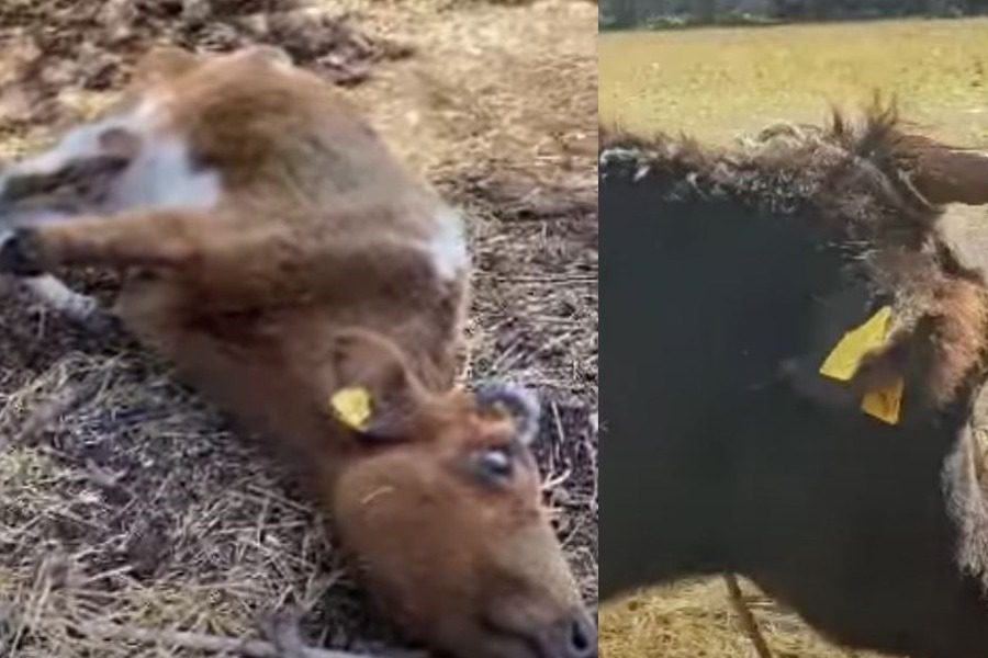 Κως: Κτηνοτρόφοι άφηναν αγελάδες να πεθαίνουν από την πείνα 