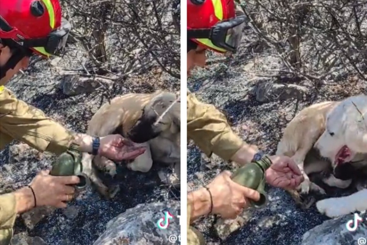 Συγκινητικά πλάνα με πυροσβέστη που φροντίζει τα σκυλάκια που διέσωσε από τη φωτιά