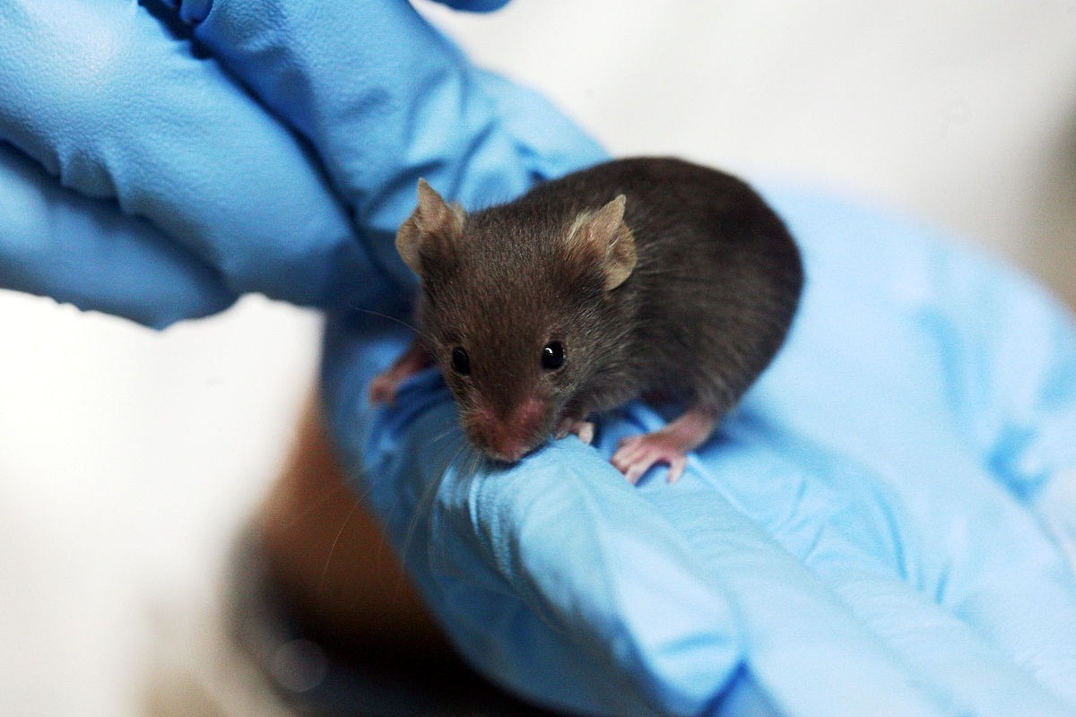 Ποντίκι με έξι πόδια δημιουργήθηκε στο εργαστήριο – Τι αποκαλύπτει για την ανθρώπινη ανατομία