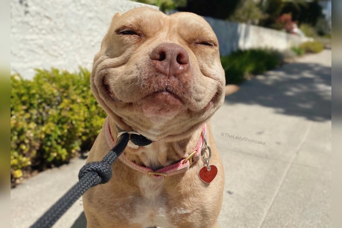 Αυτός είναι ο «πιο ευτυχισμένος σκύλος στον κόσμο»