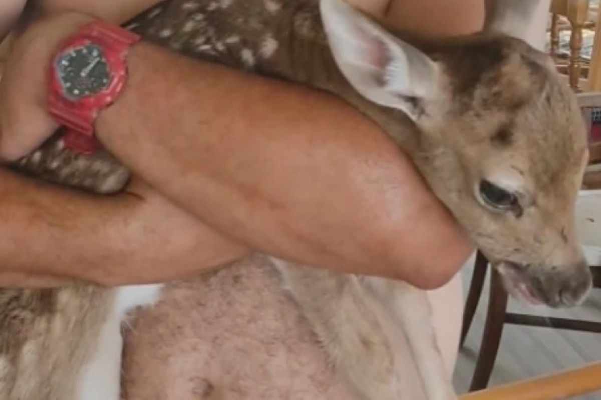 Έσωσαν ελάφι στη Ρόδο που γεννήθηκε μέσα στις φλόγες ‑ «Το βρήκαν μέσα στα καμένα ετοιμοθάνατο και νηστικό»