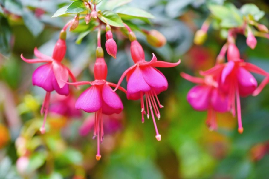 Τα 5 πιο παράξενα φυτά του κόσμου