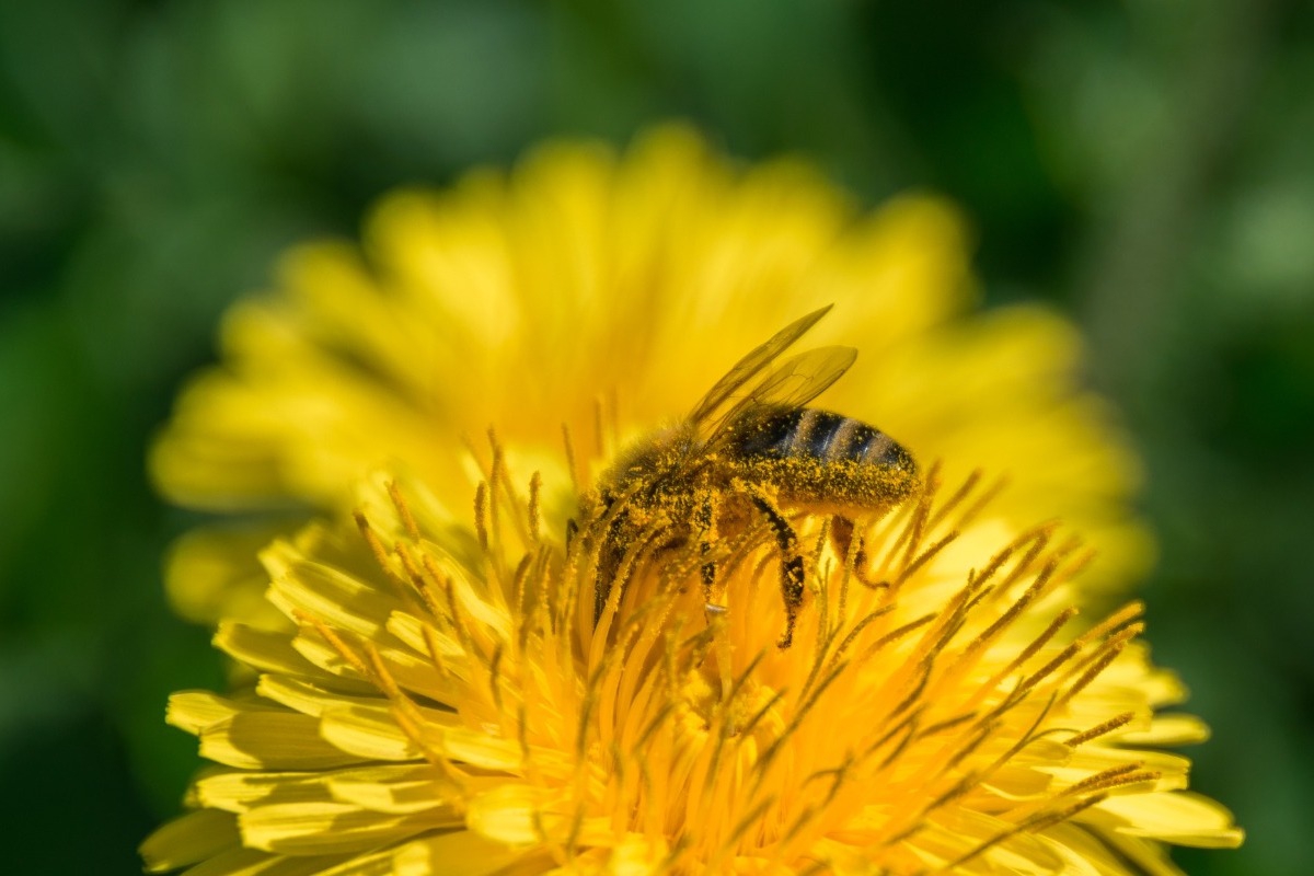 Αυτά είναι τα φυτά που προσελκύουν τις μέλισσες στο μπαλκόνι σου