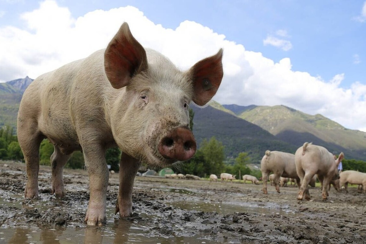 Ιταλοί μαφιόζοι τάισαν γυναίκα στα γουρούνια για να εξαφανίσουν το πτώμα της