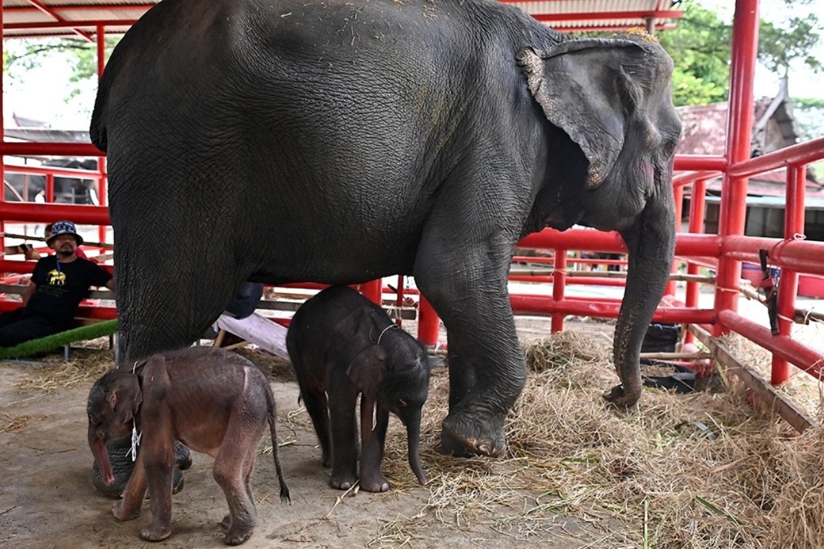 Ταϊλάνδη: Ελεφαντίνα γέννησε δίδυμα κι επιτέθηκε στο ένα εξαιτίας του σοκ από το σπάνιο συμβάν