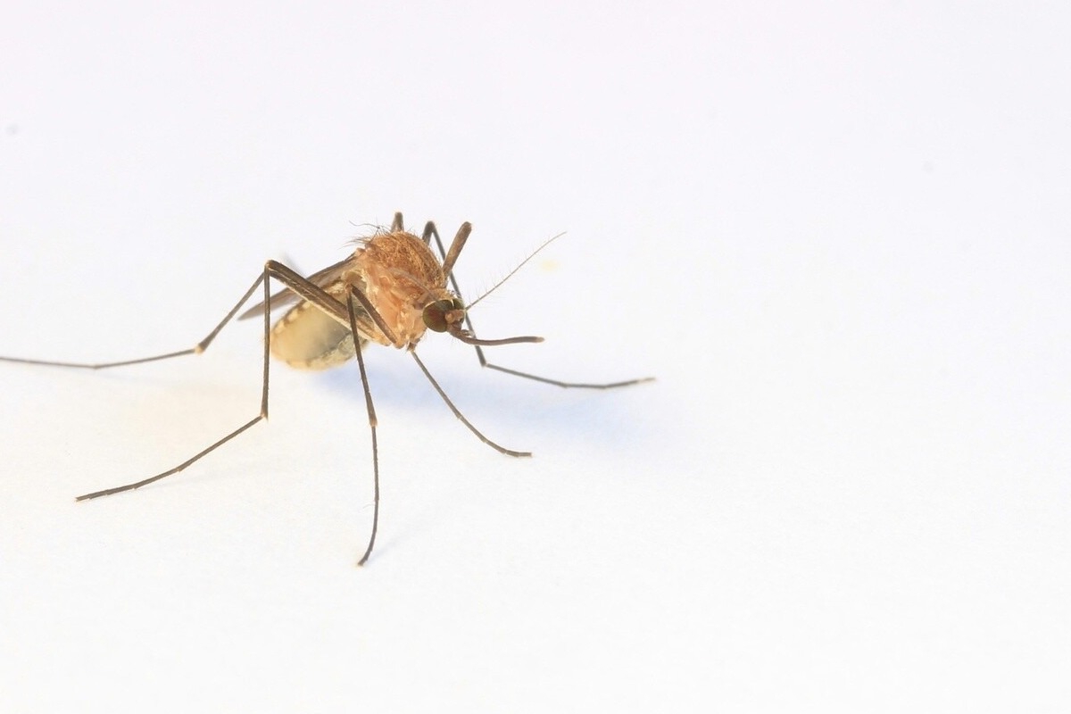 Γιατί έχουμε νωρίτερα φέτος κουνούπια ‑ Πού οφείλεται η πρώιμη έναρξη της εποχής τους