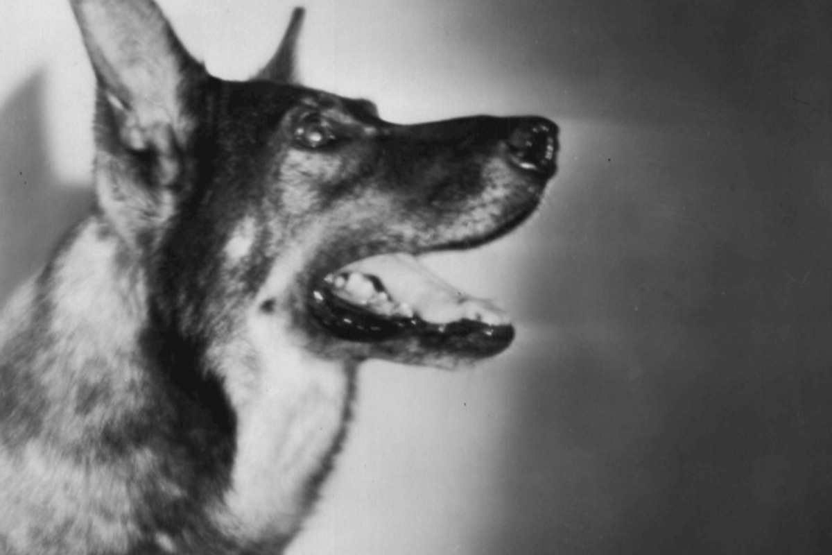Η «Οδύσσεια» του σκύλου που σώθηκε στον Α’ Παγκόσμιο Πόλεμο και έγινε σταρ του Χόλιγουντ