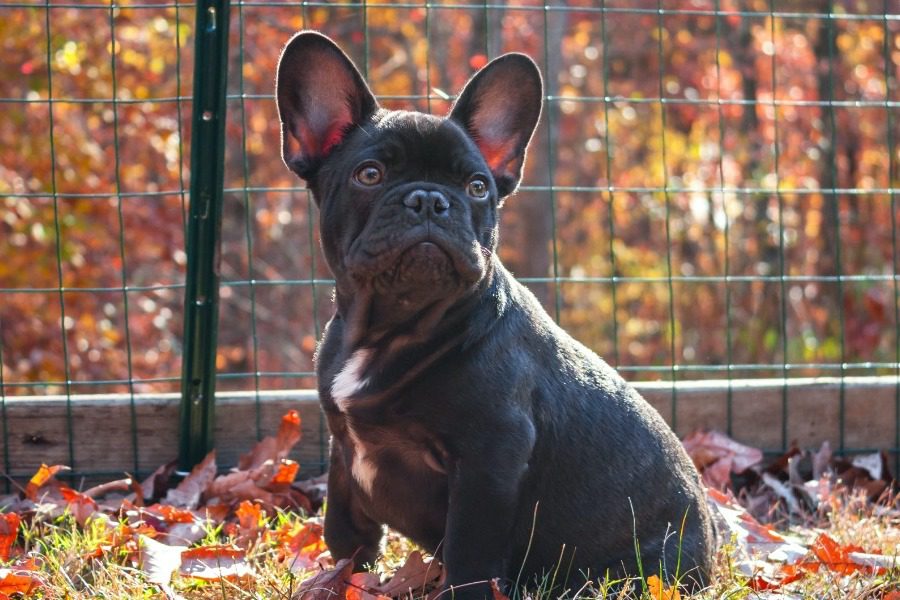 Αυτές είναι οι πιο ήσυχες ράτσες σκύλων για σένα που έχεις περίεργους γείτονες