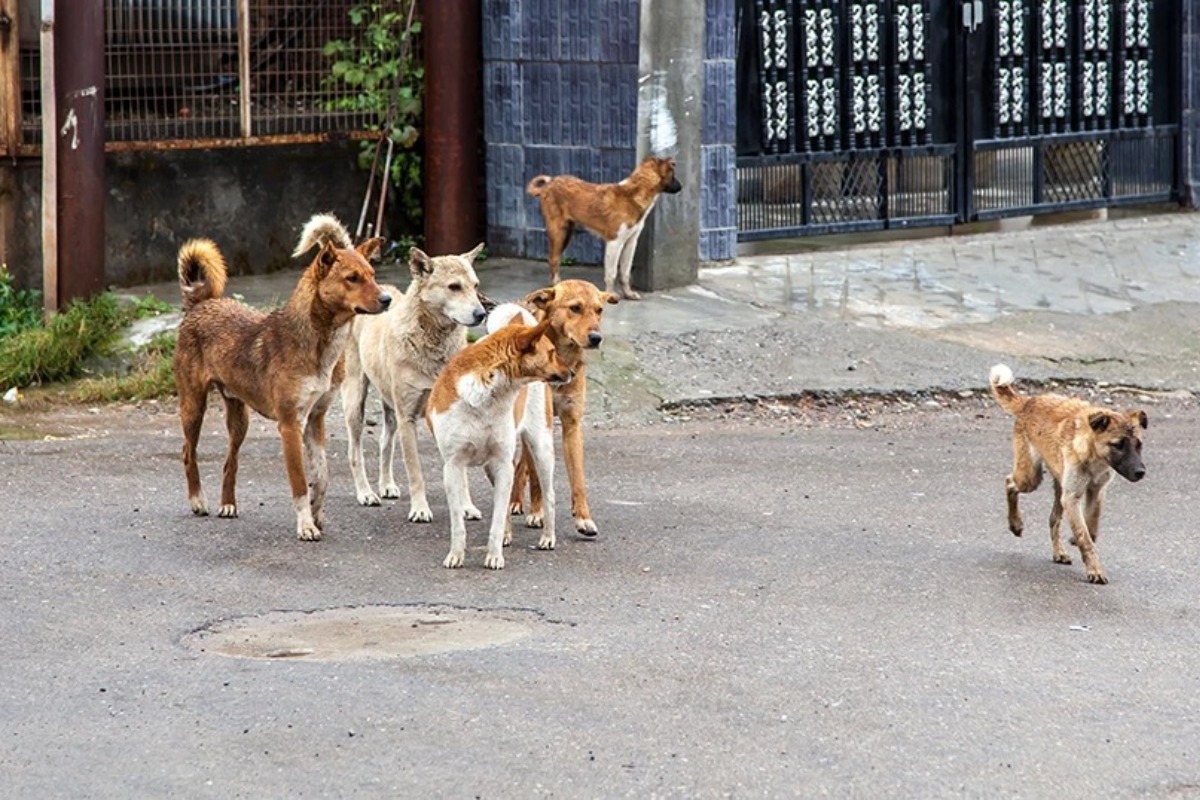 Κτηνωδία στη Μαγνησία: Πυροβόλησαν εξ επαφής σκύλο ‑ Κτηνίατρος αφαίρεσε 20 σκάγια αλλά έχει κι άλλα