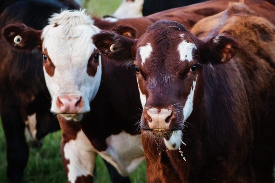 Τρεις «σούπερ αγελάδες» κλωνοποίησε η Κίνα