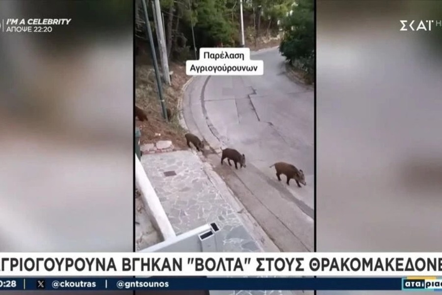 Αγριογούρουνα κάνουν… παρέλαση στους Θρακομακεδόνες