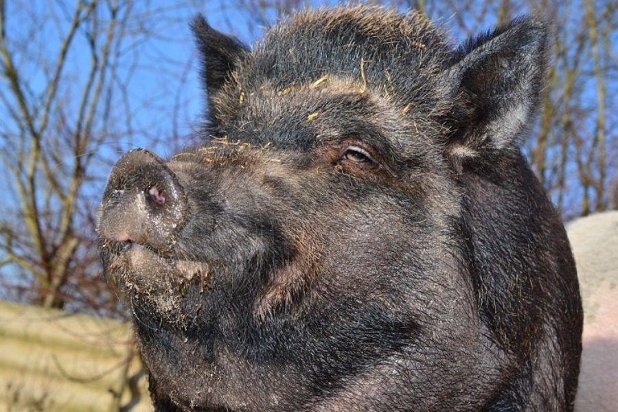 Το πρώτο κρούσμα αφρικανικής πανώλης στην Ελλάδα ‑ Πού εντοπίστηκε