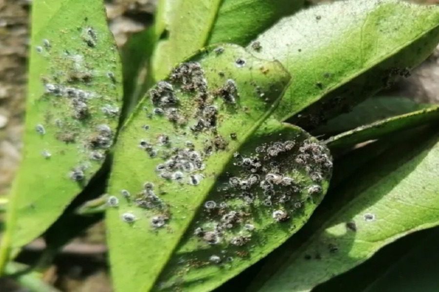 Συναγερμός για Μαύρο Ακανθώδη Αλευρώδη ‑ Κίνδυνος εξάπλωσης