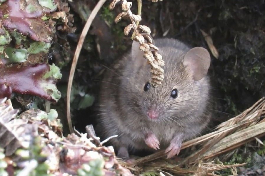 Τρόμο προκαλούν «ποντίκια ζόμπι» που τρώνε τον εγκέφαλο των ζωντανών θυμάτων τους