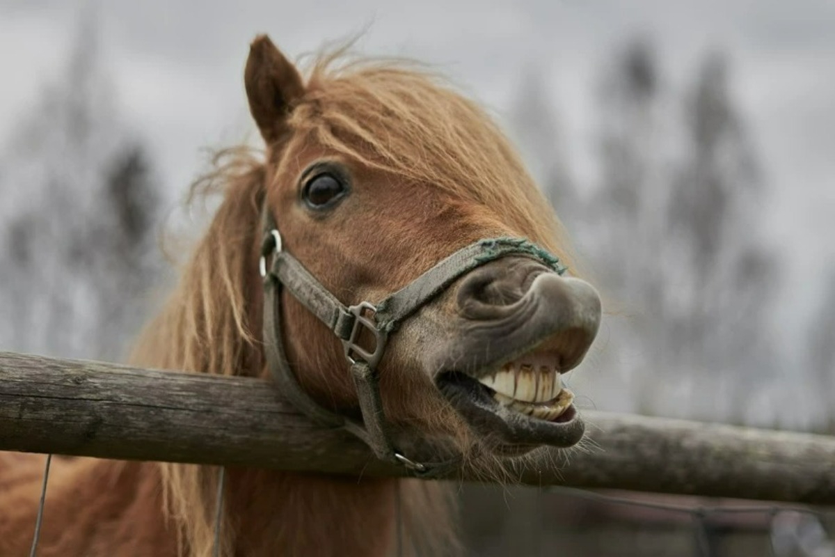 Απίστευτο περιστατικό: Ανδρας αποπειράθηκε να βιάσει άλογο στο Πήλιο