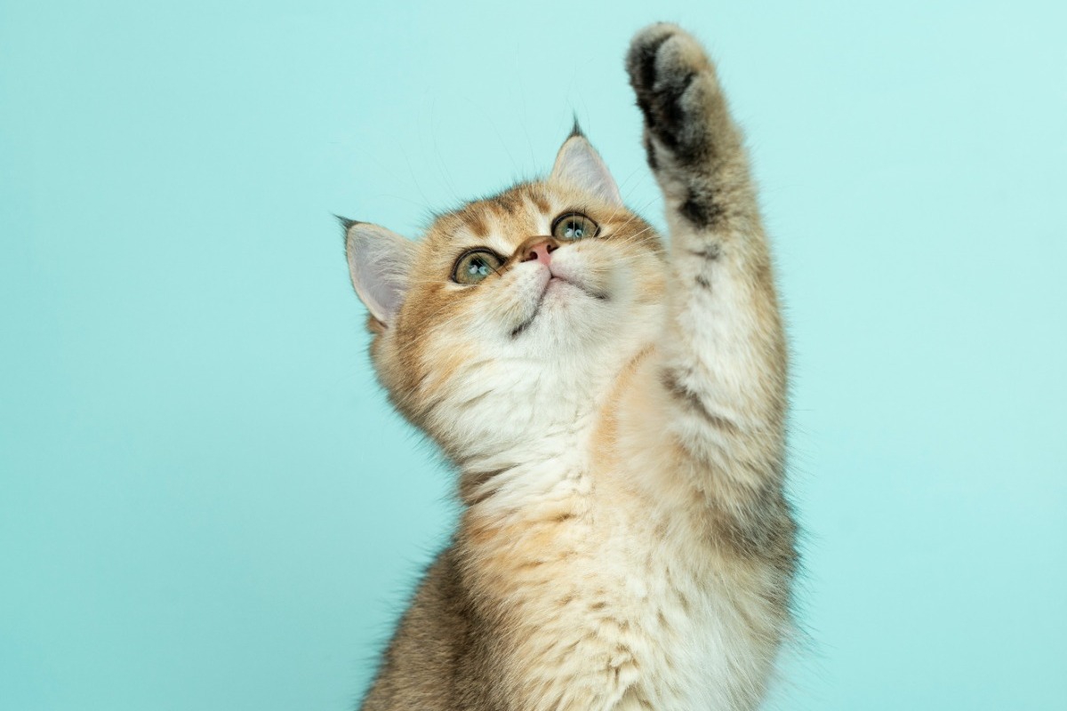 Σε ποιον τύπο προσωπικότητας ανήκει το κατοικίδιό σου