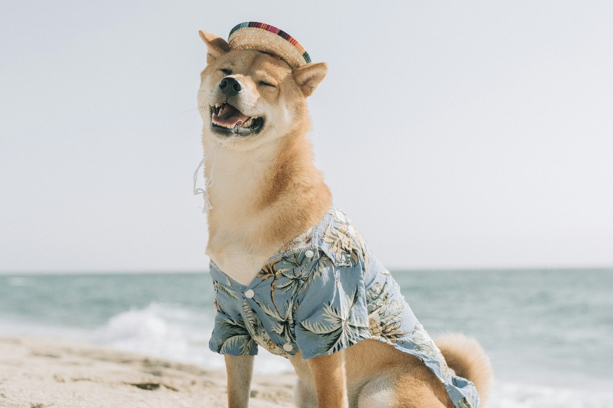 Οι 5 πιο ήσυχες ράτσες σκύλων