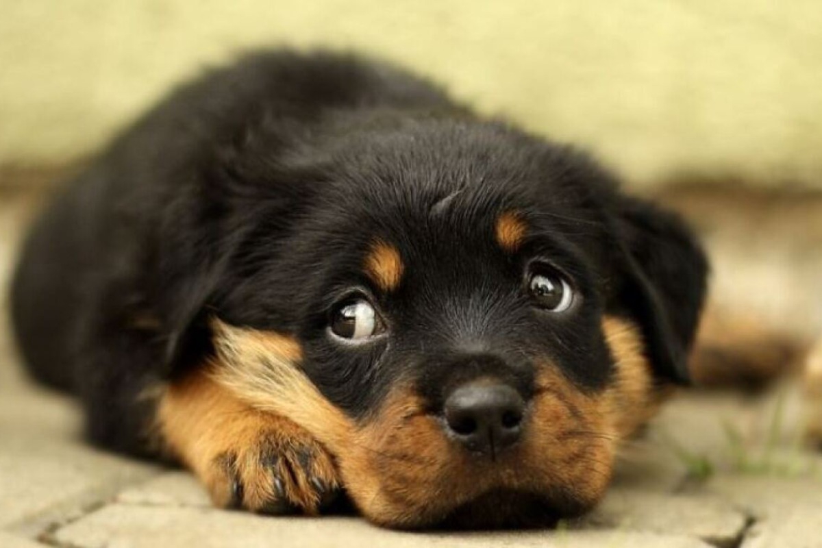 Σέρρες: Σοκαριστικό βίντεο με ανήλικο που βασανίζει κουτάβι