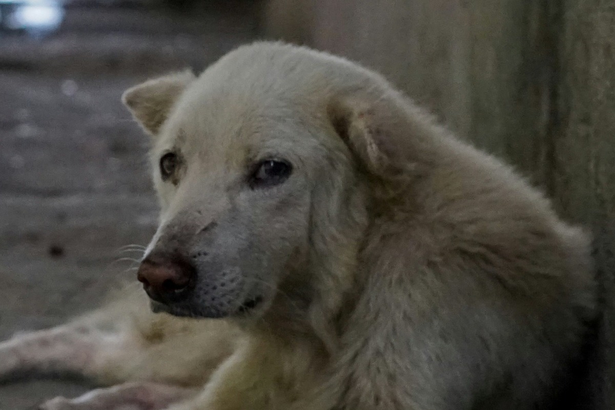 Ο άντρας που φροντίζει τα αδέσποτα στην έρημη Γιουχάν