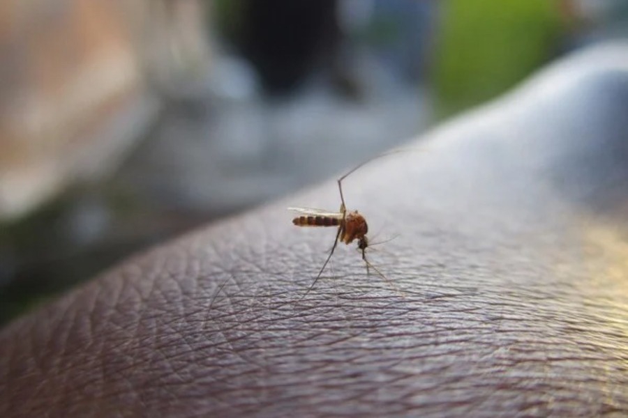 Επιστήμονες ανακάλυψαν «σούπερ αντικουνουπικό» που διώχνει το 99% των κουνουπιών