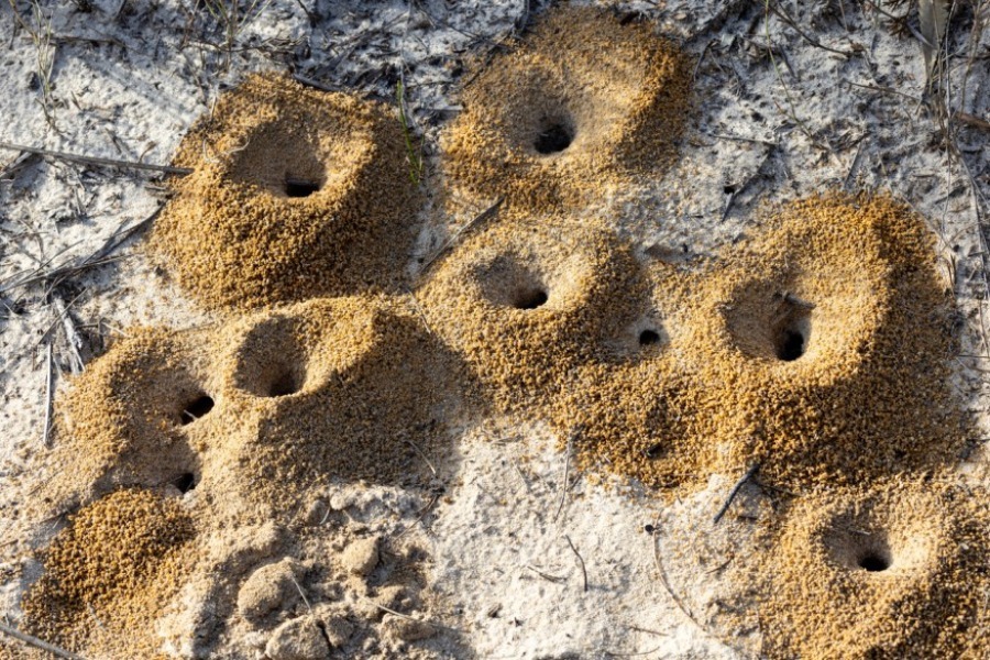 Σήμερα έμαθα: Γιατί τα μυρμήγκια χτίζουν μικρούς αμμόλοφους γύρω από τη φωλιά τους;