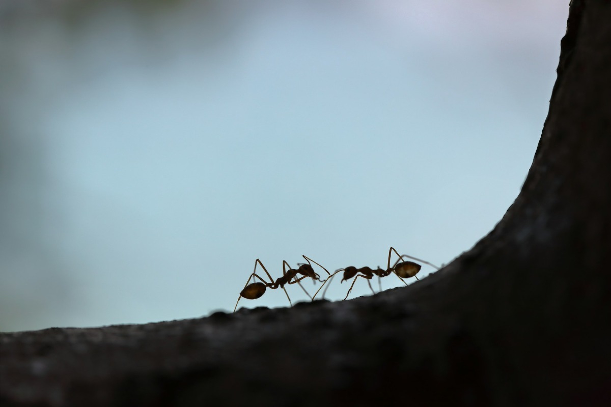 Σήμερα έμαθα: Γιατί τα μυρμήγκια πεθαίνουν όταν πεθάνει η βασίλισσά τους;