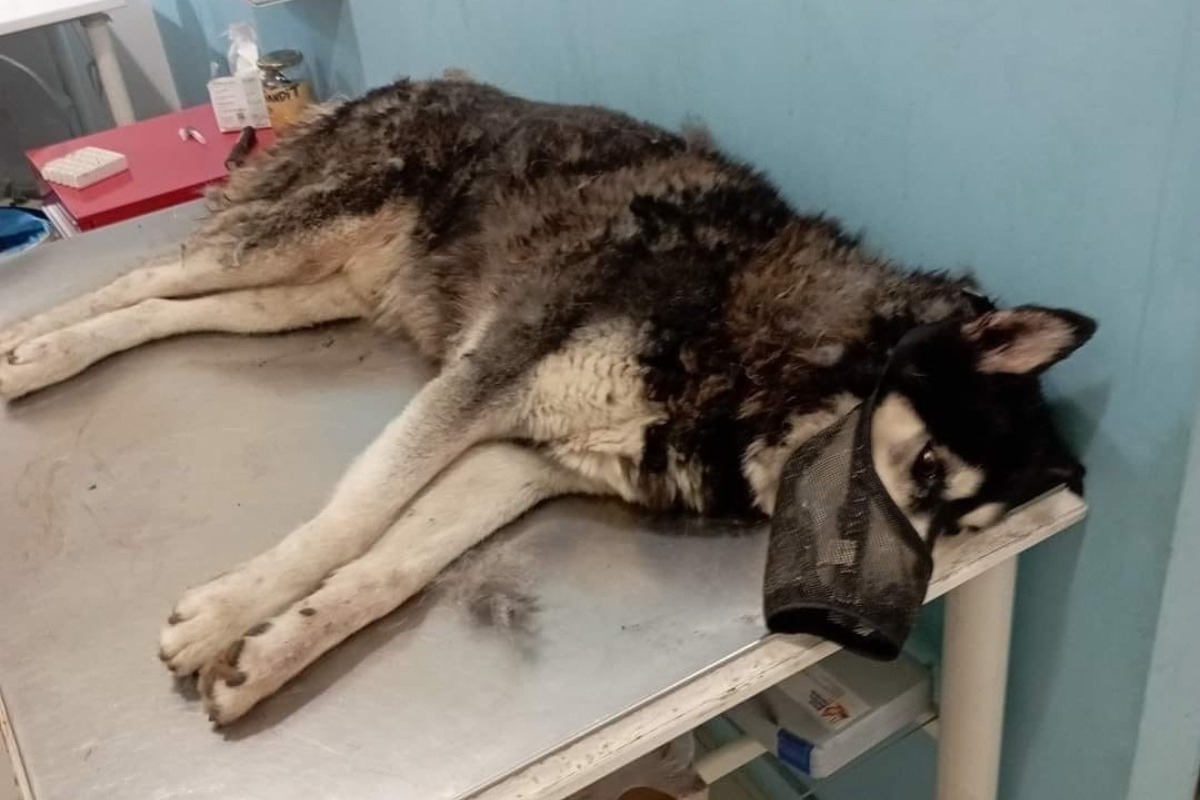 Αράχωβα: Θύμα αγέλης σκύλων ο Όλιβερ;