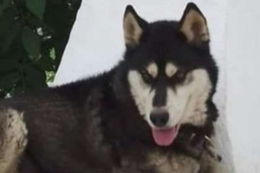 Αράχωβα: Πού κατέληξε η αστυνομία για τον θάνατο του χάσκι Όλιβερ