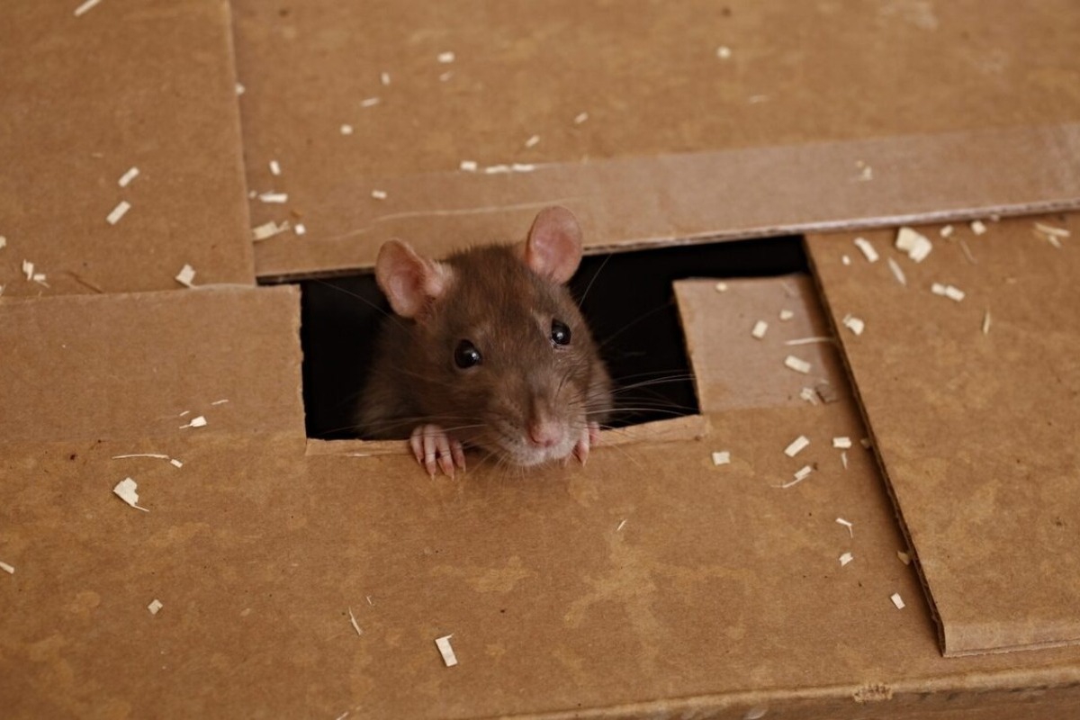 Καταγγελία – σοκ στην Καισαριανή: Αρουραίοι… σουλατσάρουν σε Δημοτικό σχολείο