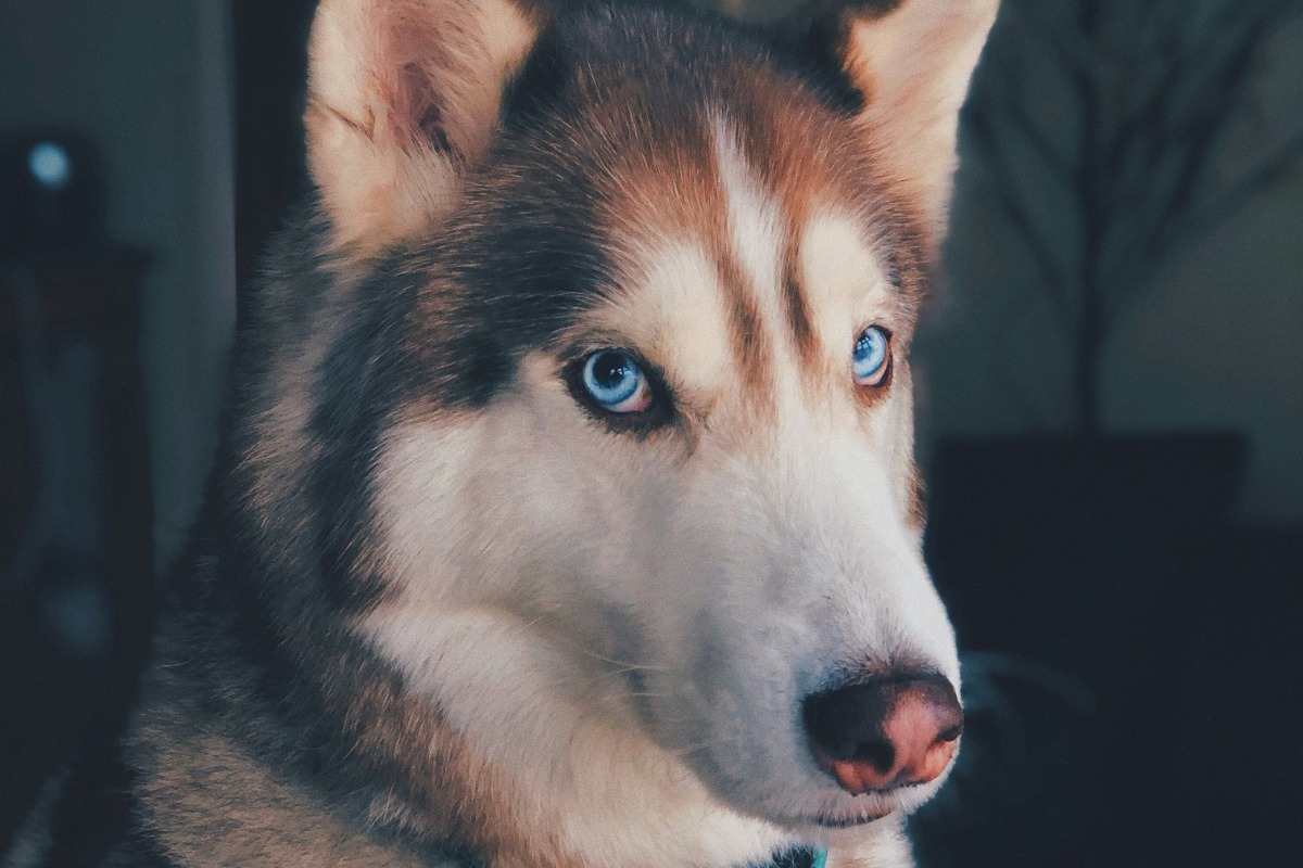 Πώς να διαχειριστείς το άγχος αποχωρισμού του σκύλου σου
