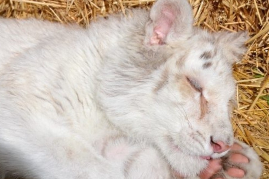 Αττικό Πάρκο: Έγινε ευθανασία στο λευκό τιγράκι