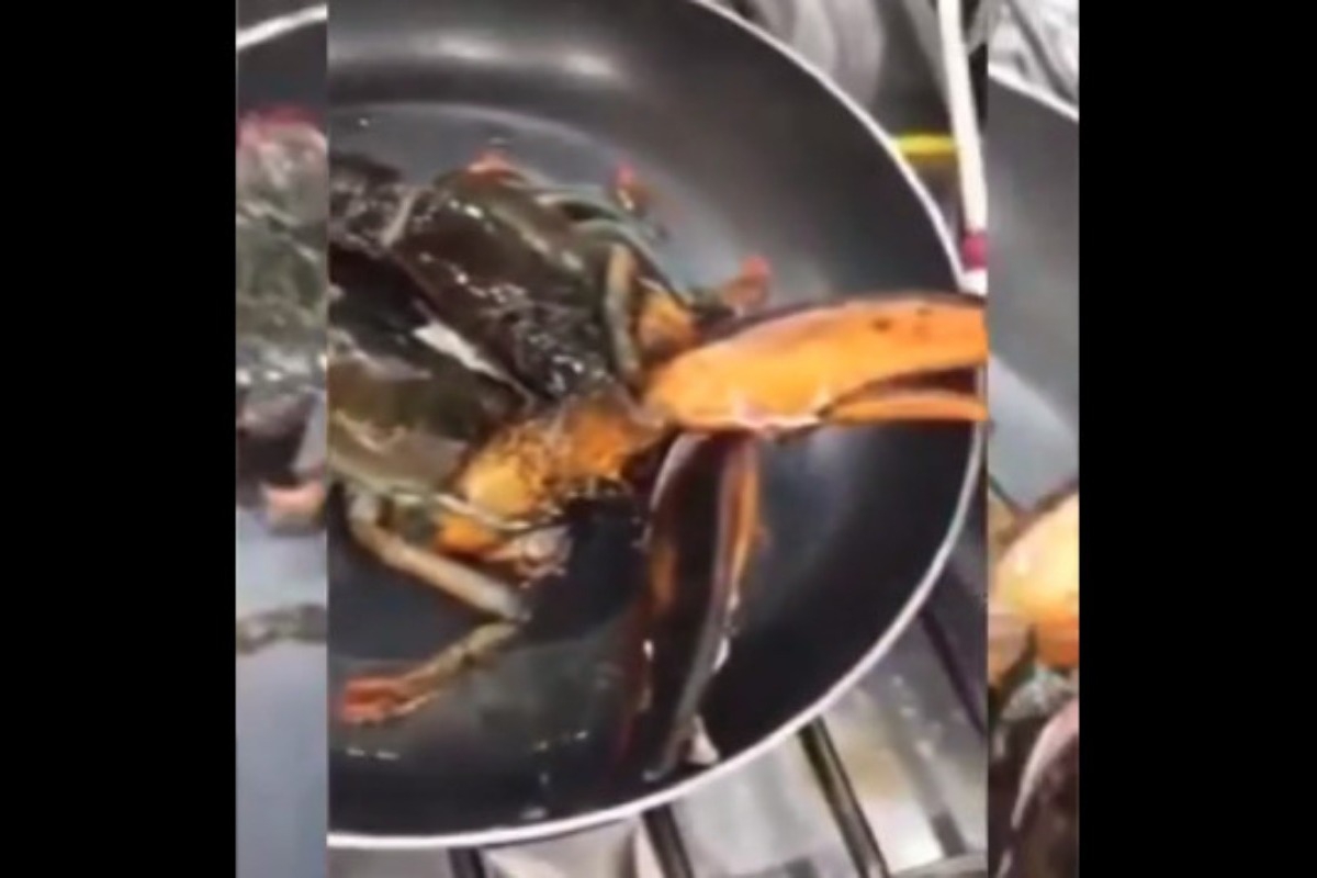Νέα καταγγελία για ταβέρνα στην Αθήνα: «Τηγανίζει ζωντανούς αστακούς και το χαίρεται»