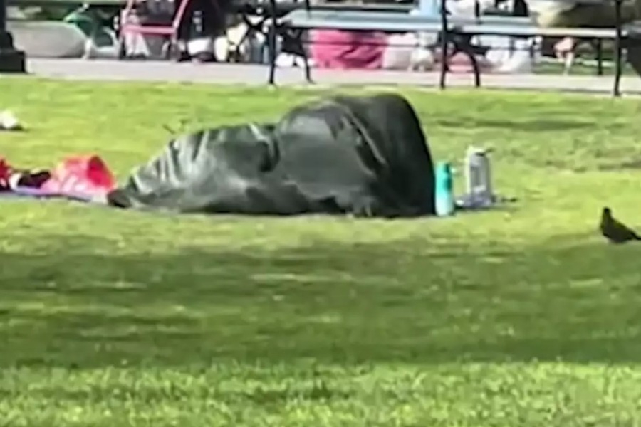 Νέα Υόρκη: Βίντεο με ζευγάρι να κάνει σeξ σε πάρκο μπροστά σε παιδιά γίνεται viral