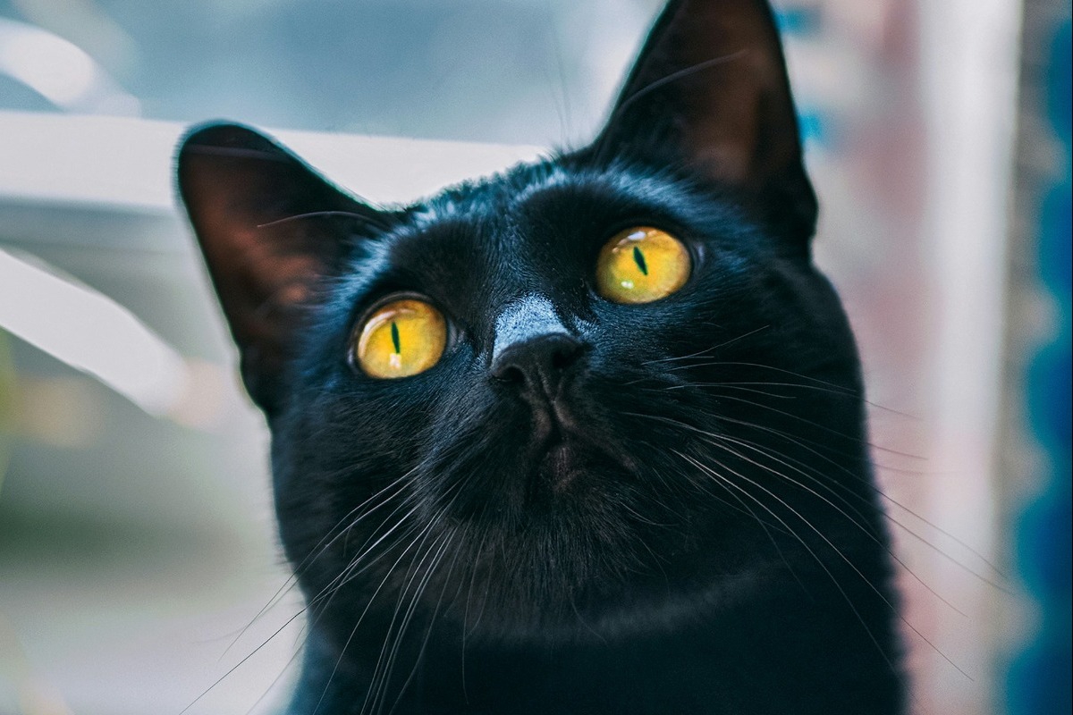 Η ιστορία της κακοτυχίας που «φέρνουν» οι μαύρες γάτες
