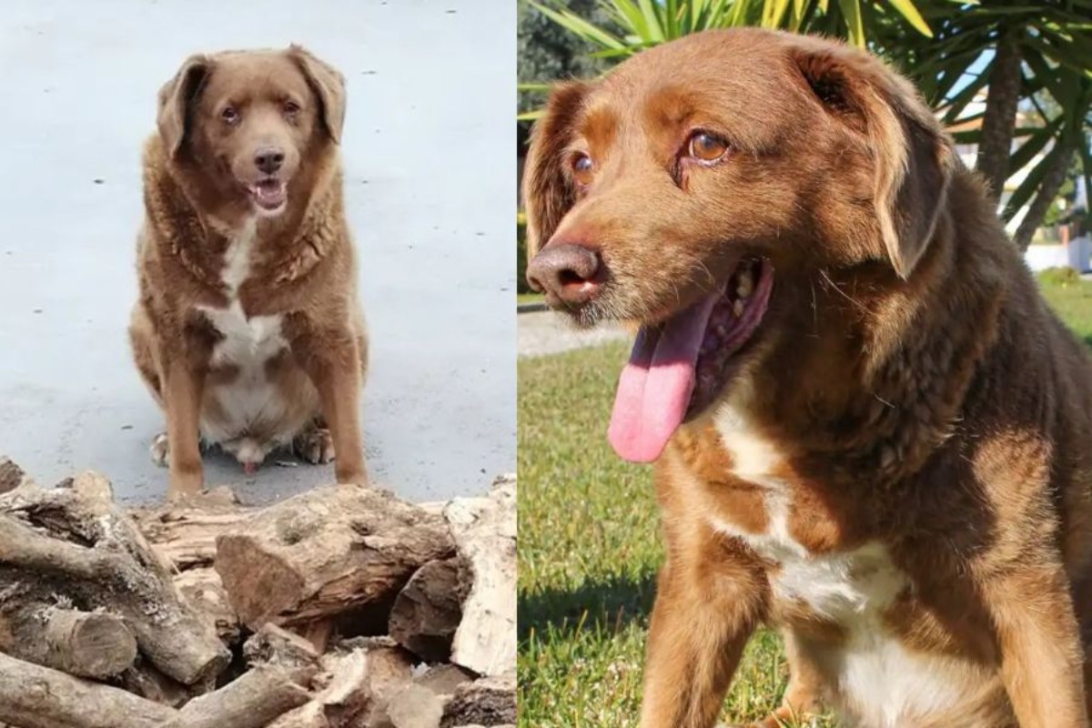 Ο Bobi, ο γηραιότερος σκύλος του κόσμου έκλεισε τα 31
