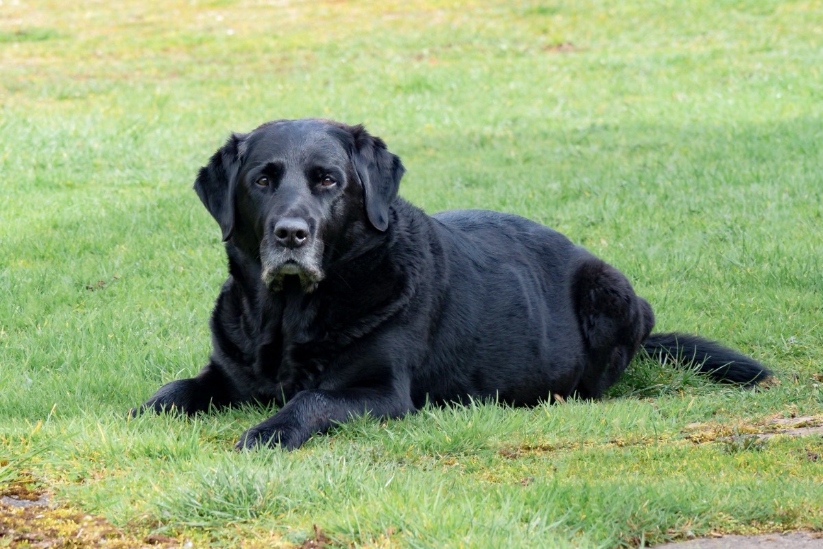 Να υιοθετήσεις κουτάβι ή ηλικιωμένο σκύλο;