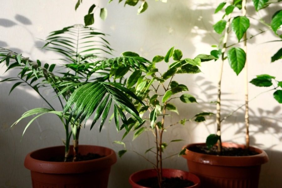 Ποια φυτά μειώνουν την υγρασία στο χώρο σου;