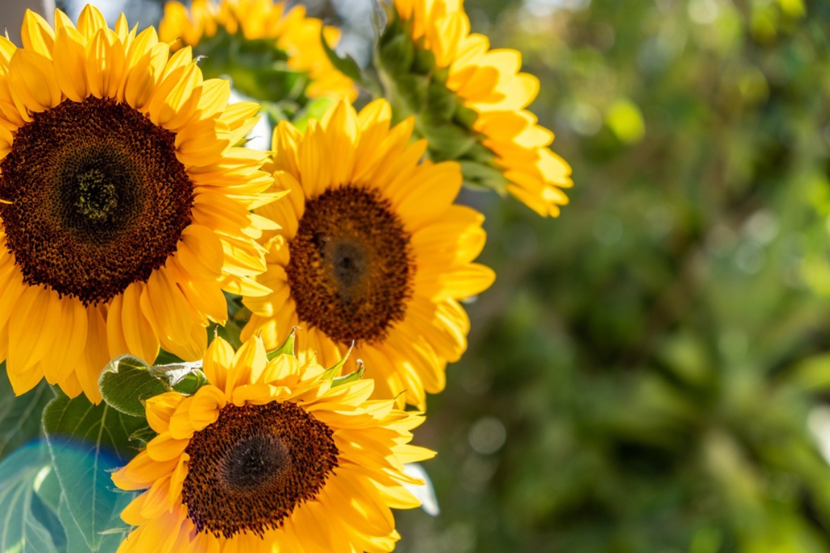 Ποια είναι τα φυτά που ανθίζουν όλο το καλοκαίρι;