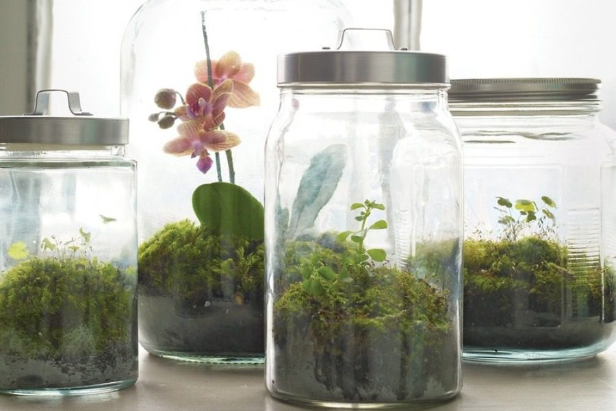 Φτιάξε το δικό σου terrarium με απλά βήματα