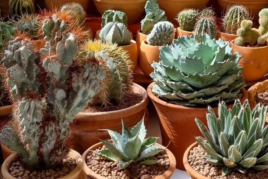 Το απόλυτο μυστικό στην ενυδάτωση του δέρματος βρίσκεται μέσα σε αυτόν τον κάκτο