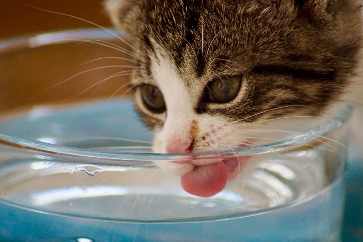 Γιατί οι γάτες σιχαίνονται το νερό