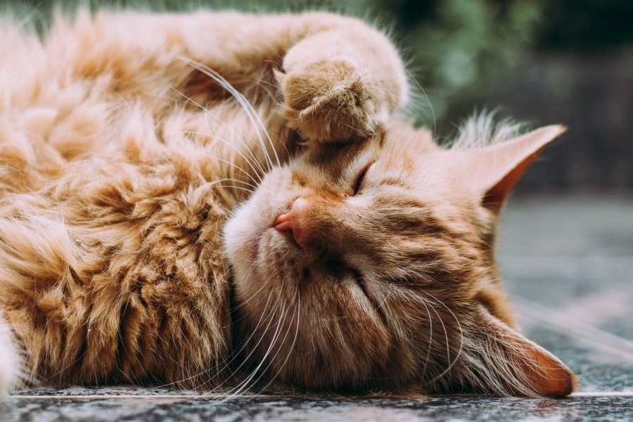 Γιατί πεθαίνουν χιλιάδες γάτες στην Κύπρο; Ανησυχία για τον κορωνοϊό των αιλουροειδών