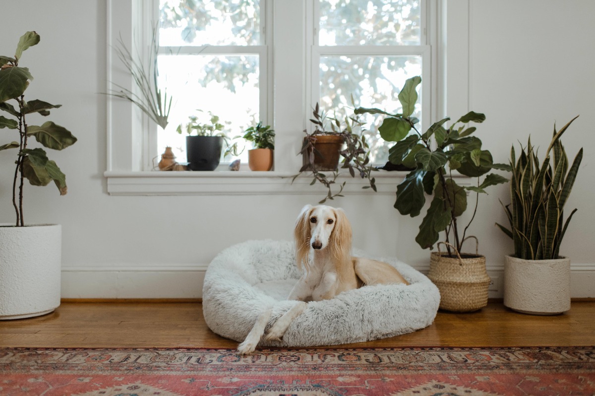 5 ράτσες σκύλων για όσους δουλεύουν από το σπίτι