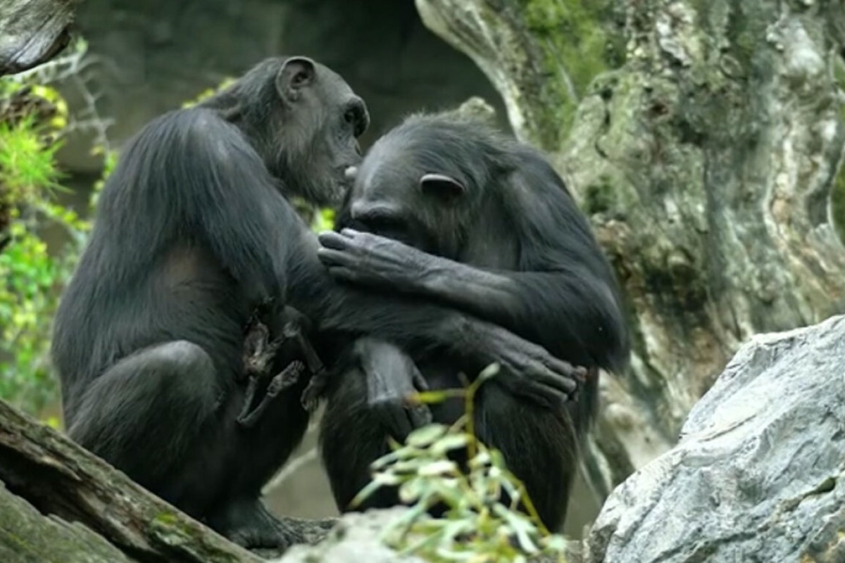 Συγκινητικό βίντεο: Χιμπατζίνα σε ζωολογικό κήπο κουβαλάει για μήνες το νεκρό μωρό της