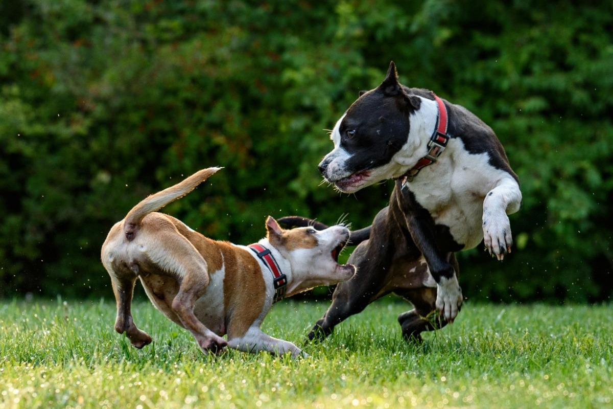 Οι ράτσες σκύλων με το δυνατότερο δάγκωμα